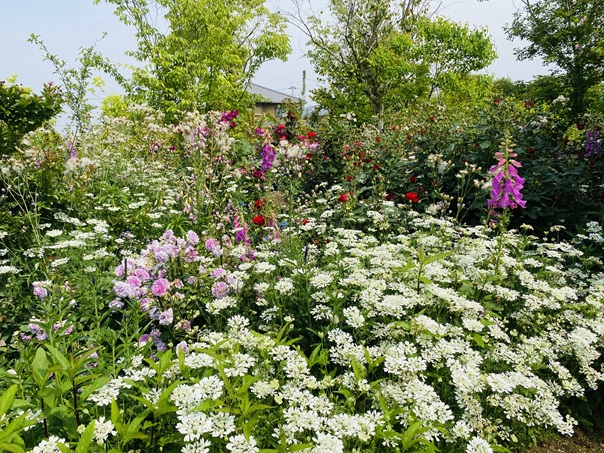 仏生山の森　お花がいっぱい