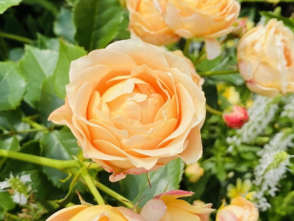 仏生山の森ガーデン　バラの庭　オレンジのバラ