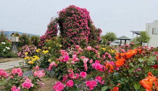 サンポート高松バラ園 150種350株のバラを鑑賞 高松市