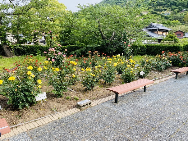 マンモスプレイパークTARUMI　最初のバラ花壇