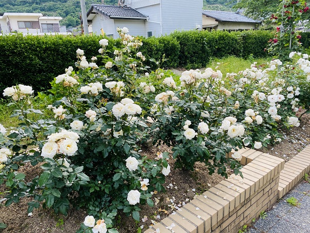 マンモスプレイパークTARUMI　バラ花壇アキト