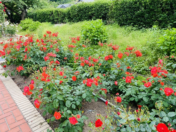 マンモスプレイパークTARUMI　バラ花壇　花房