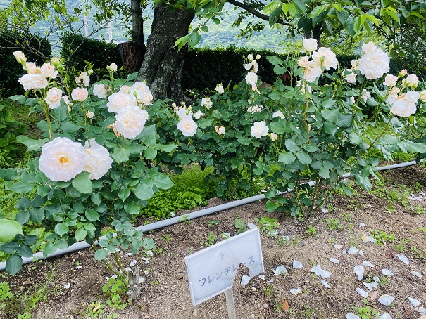 マンモスプレイパークTARUMI　バラ花壇　フレンチレース
