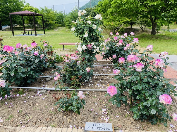マンモスプレイパークTARUMI　バラ花壇　プリンセスドウモナコ
