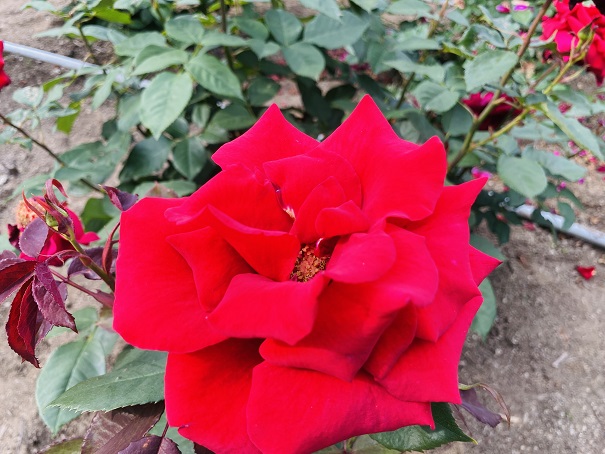 マンモスプレイパークTARUMI　バラ花壇　ブルグント81アップ
