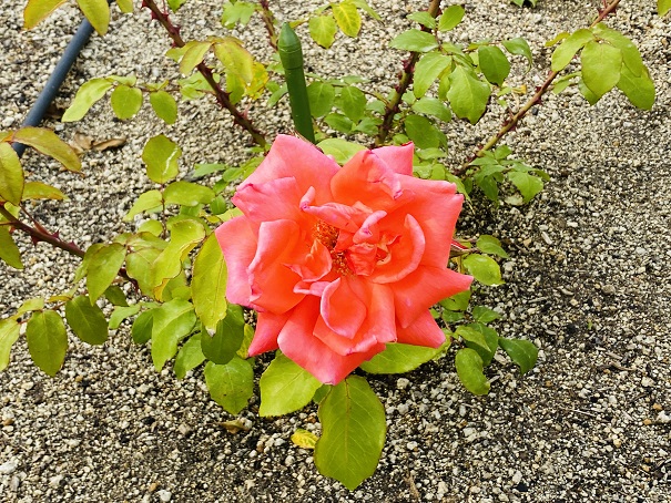 マンモスプレイパークTARUMI　北エリアバラ花壇　ブラックティ