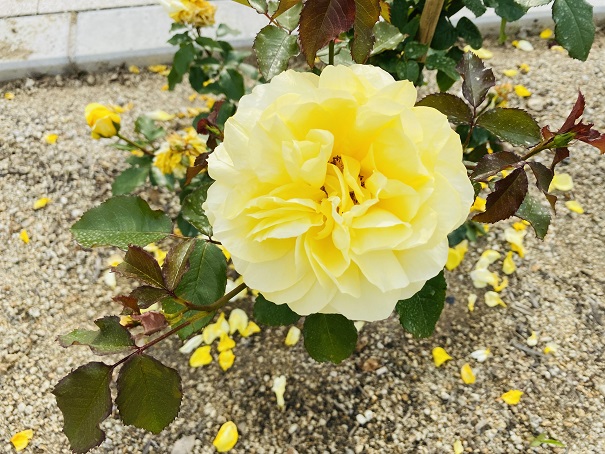 マンモスプレイパークTARUMI　北エリアバラ花壇　トゥールーズロートレック