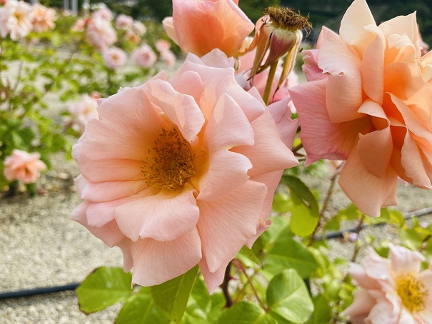マンモスプレイパークTARUMI　北エリアバラ花壇　アプリコットキャンディ