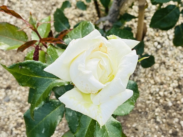 マンモスプレイパークTARUMI　北エリアバラ花壇　ビブラマリエ