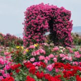 サンポート高松バラ園