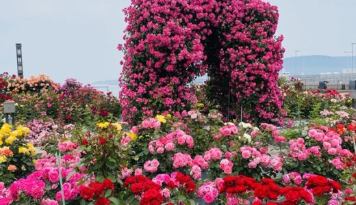 サンポート高松バラ園 150種350株のバラを鑑賞 高松市