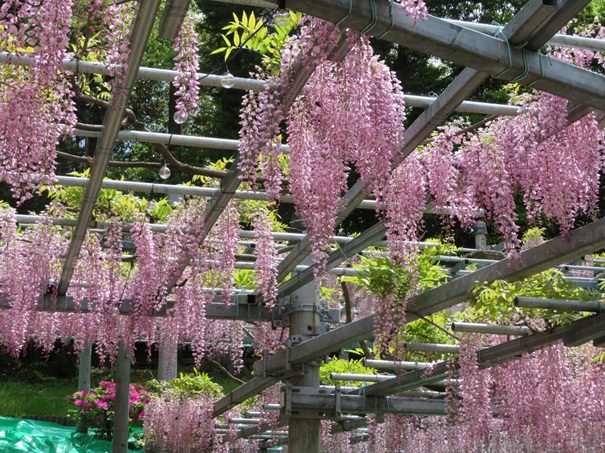 阿知神社　天然記念物藤の花