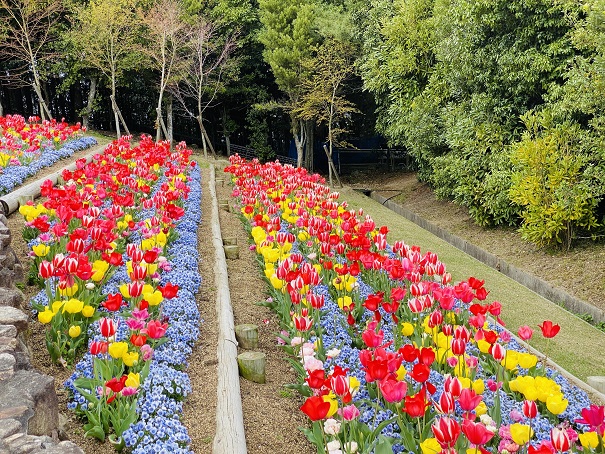 レオマ花ワールド　カラフルな花畑