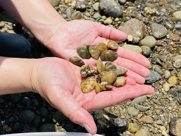 咸陽島潮干狩り　小さい貝