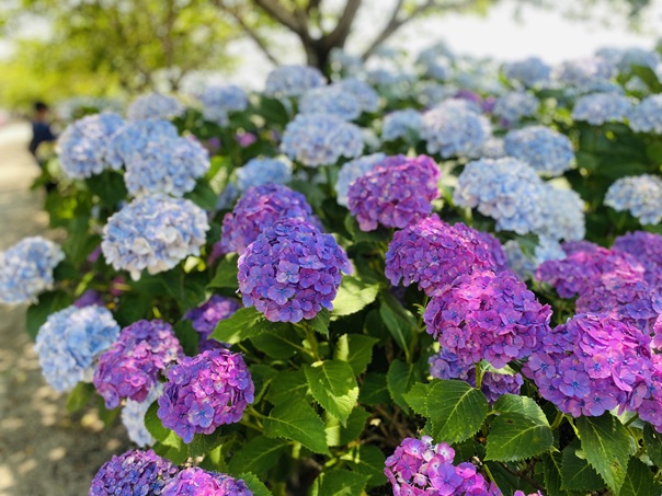 のいちあじさい街道　紫と水色の紫陽花