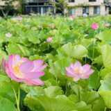 土佐市蓮池公園 見応えあるピンク色の大きな蓮の花 高知県