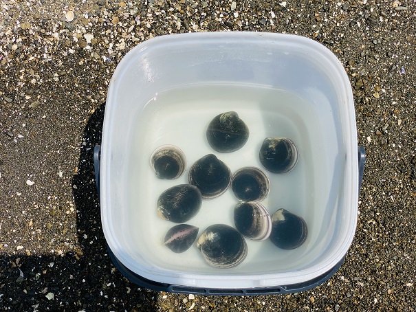 蓋付きバケツで海水ごと持ち帰るホンビノス貝
