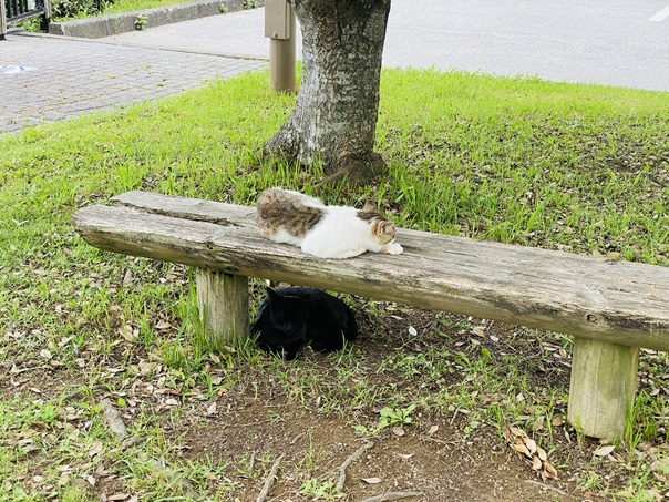 竜の浜　猫