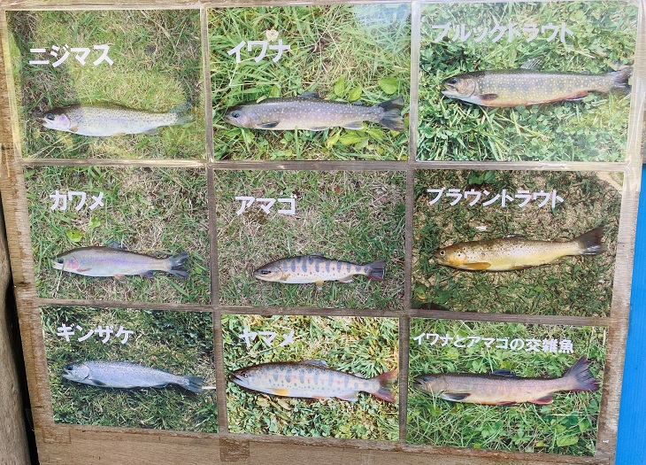 蒜山塩釜養魚センター　魚の種類