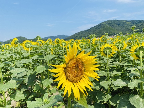 笠岡ベイファーム　反対向くひまわり