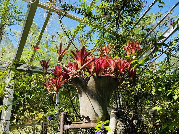 犬島くらしの植物園内　赤い植物