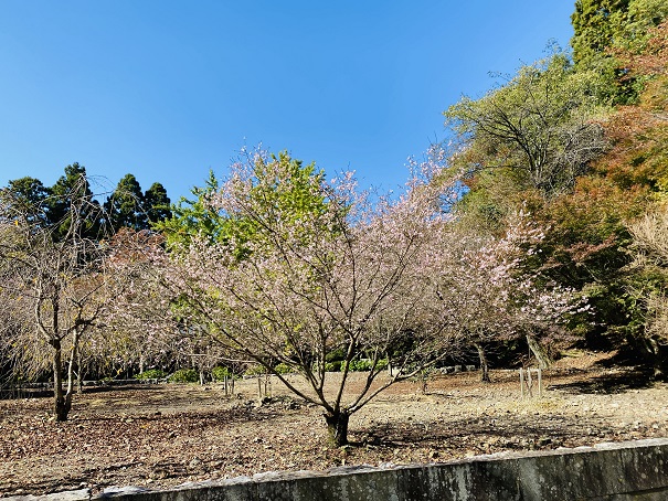箸蔵寺　寒桜