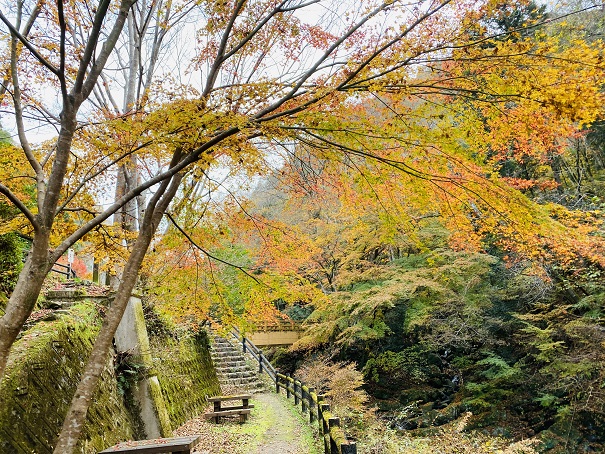 美霞洞渓谷　遊歩道の紅葉