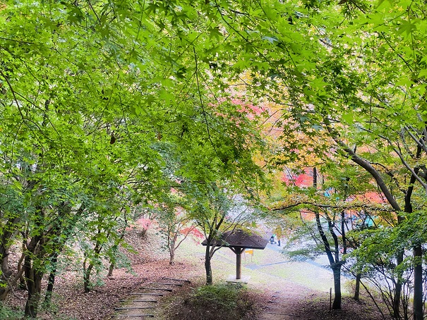 満濃池森林公園　ファミリー広場から上がる階段の緑のモミジ