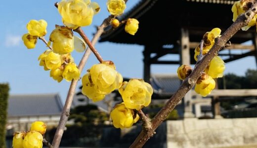 冬に咲く香川県の蝋梅の花 おすすめ鑑賞スポット3選と見頃