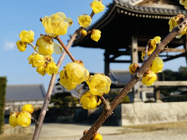 冬に咲く香川県の蝋梅の花のおすすめ鑑賞スポットと名所