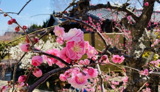 香川県 おすすめ赤 白 ピンク色の梅の花スポット3選と見頃