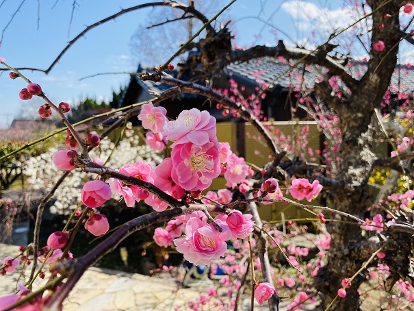 香川県 おすすめ赤 白 ピンク色の梅の花スポット3選と見頃