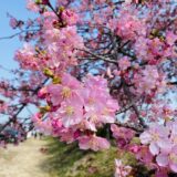 香川県のピンクに彩る河津桜 おすすめスポット3選と見頃