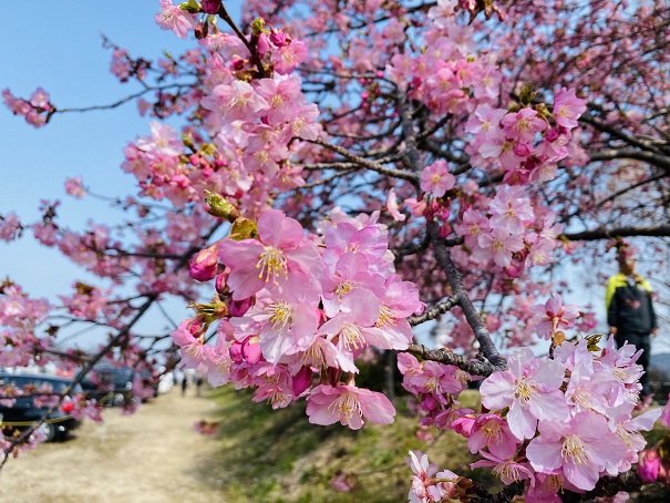 香川県のピンクに彩る河津桜 おすすめスポット3選と見頃