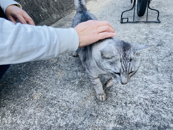 北木島　人懐っこい猫