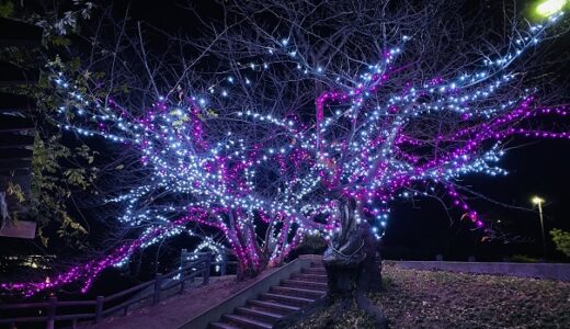 桃陵公園イルミネーション 15000個の冬に咲く光の桜 多度津町