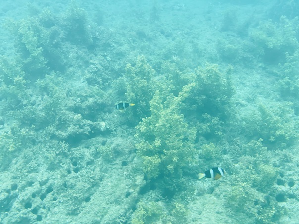 樫西海水浴場　海の中　カクレクマノミ