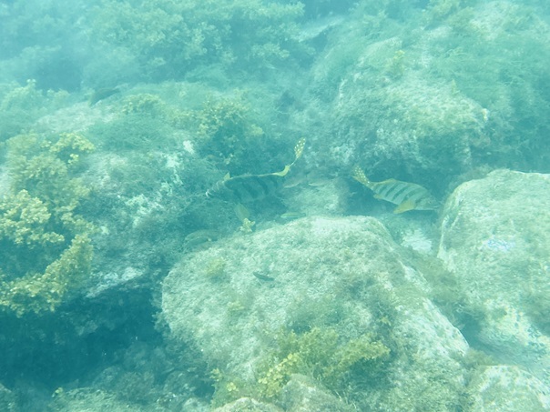 樫西海水浴場　尾が水玉の魚