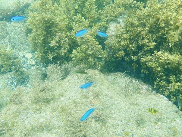 樫西海水浴場　青い魚