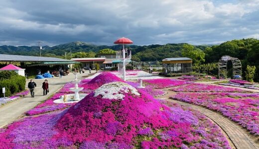 香川県 芝桜おすすめ鑑賞スポット3選 見頃 ﾋﾟﾝｸや紫色の絨毯