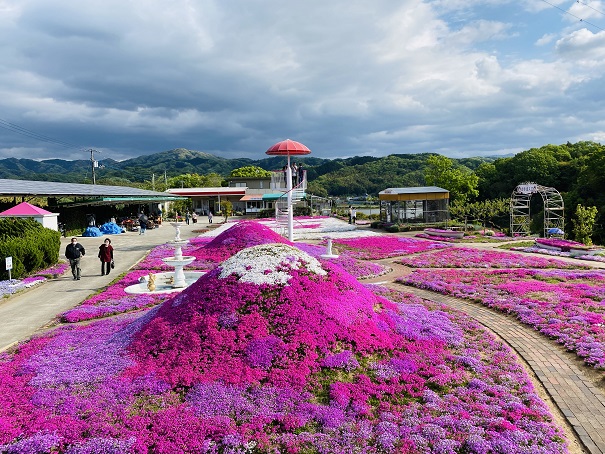 香川県 芝桜おすすめ鑑賞スポットと見頃 ﾋﾟﾝｸや紫色の絨毯