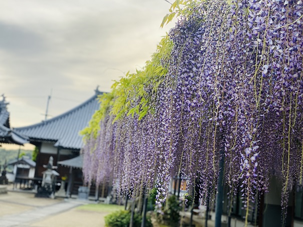 香川県 藤の花おすすめ鑑賞スポット2選 紫色の藤棚の見頃