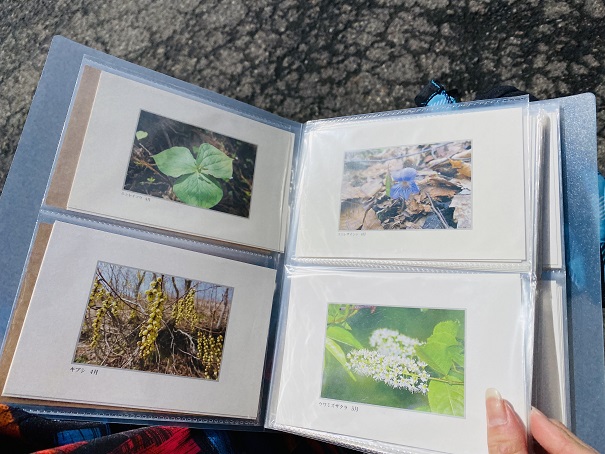 新庄村森林セラピー　スノーシュー体験　植物のポストカード