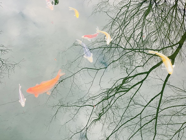 白龍湖　空を飛ぶ鯉