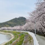 鎌田池の桜並木