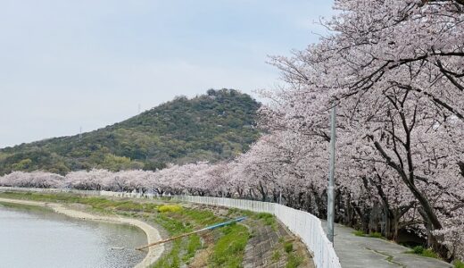 鎌田池の桜並木の花見 約100本のソメイヨシノと見頃 坂出市