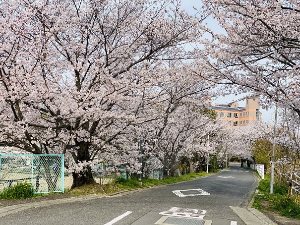 鎌田池　坂出中学校前　桜並木