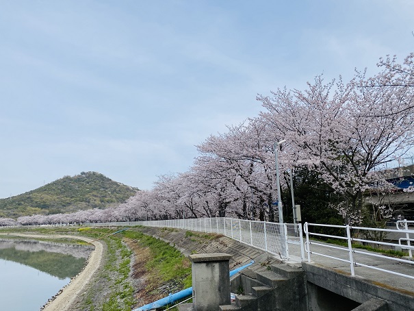 鎌田池の桜並木と城山