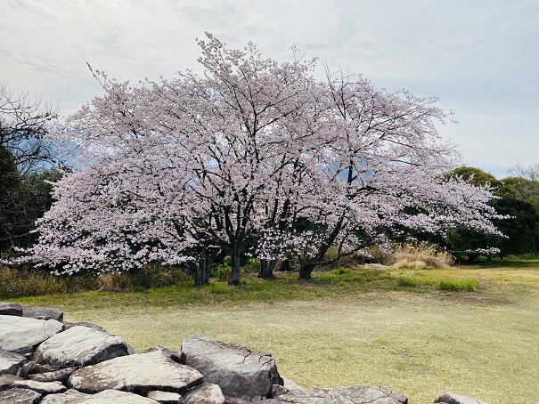 青ノ山山頂　大きな桜の木