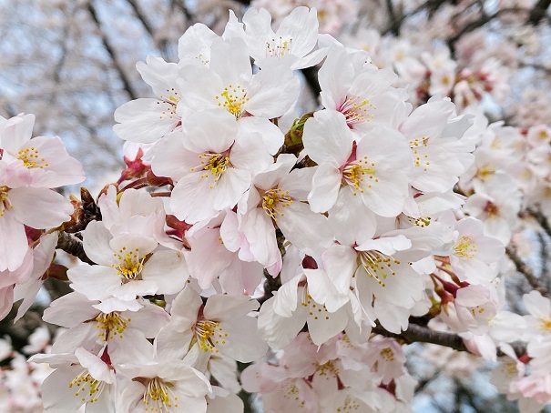 青野山山頂　桜の花アップ